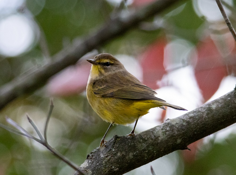 Palm Warbler - ML644118238