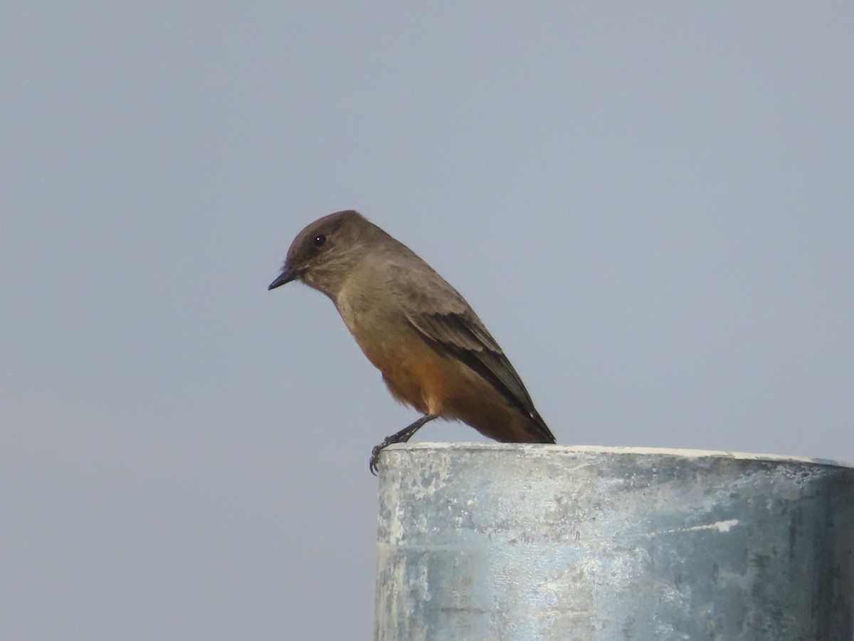 Say's Phoebe - ML644118241