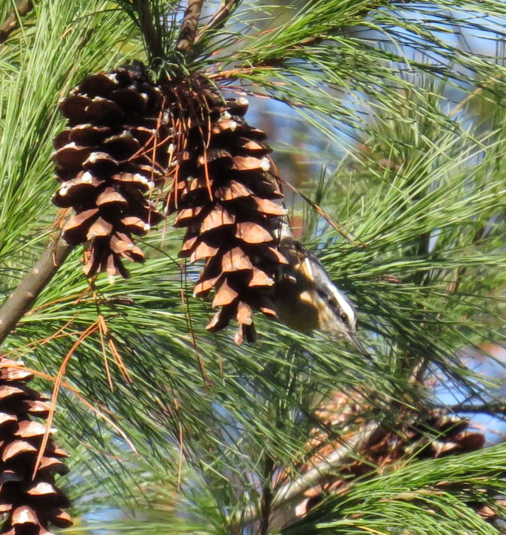 Red-breasted Nuthatch - ML644118242
