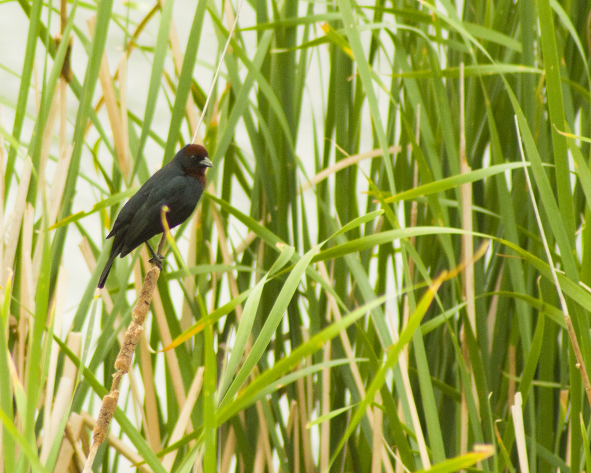 Chestnut-capped Blackbird - ML644118244