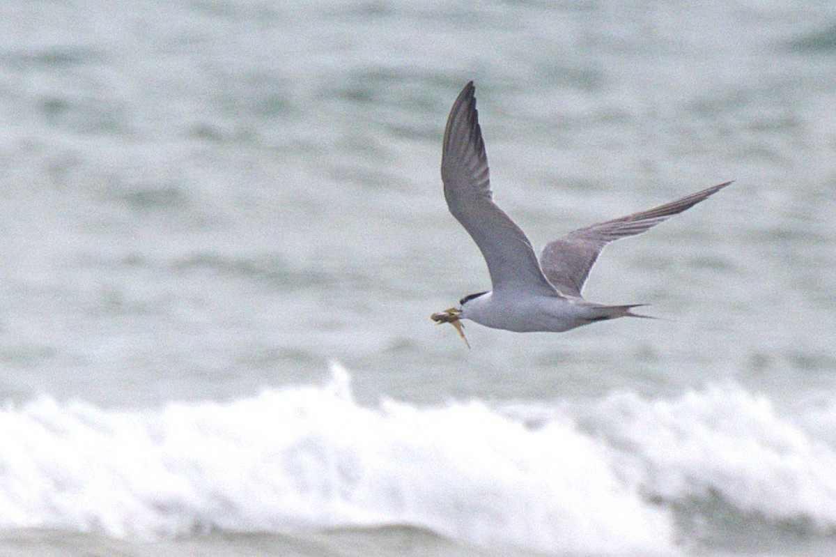 Great Crested Tern - ML644118245