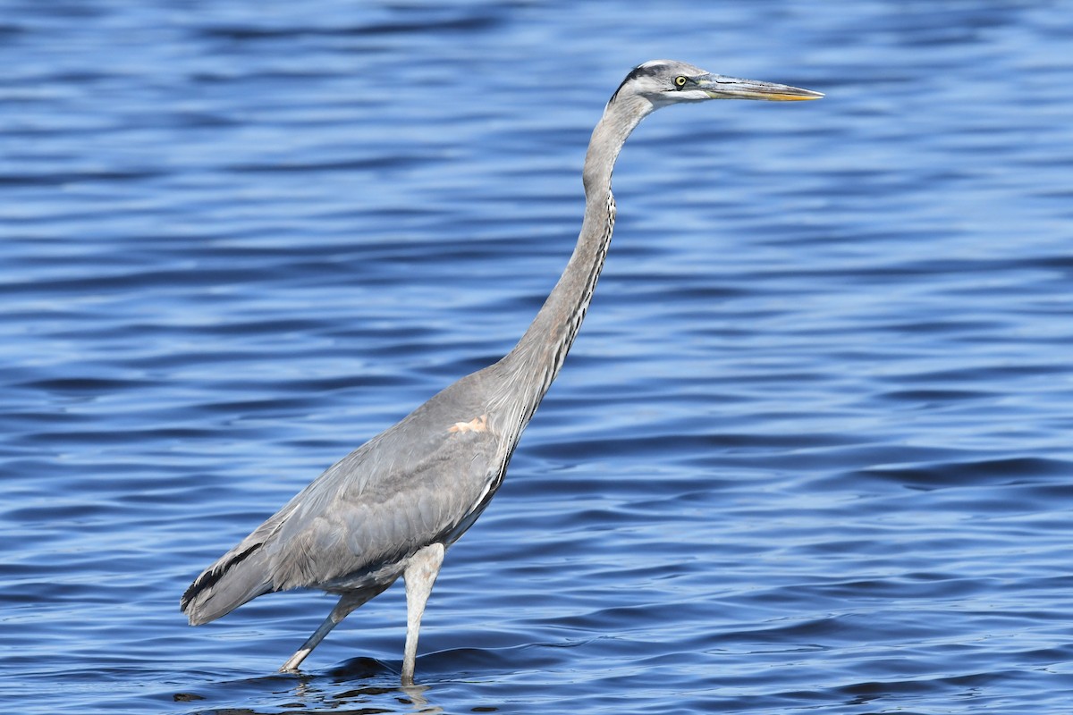 Great Blue Heron (Great Blue) - ML644118248