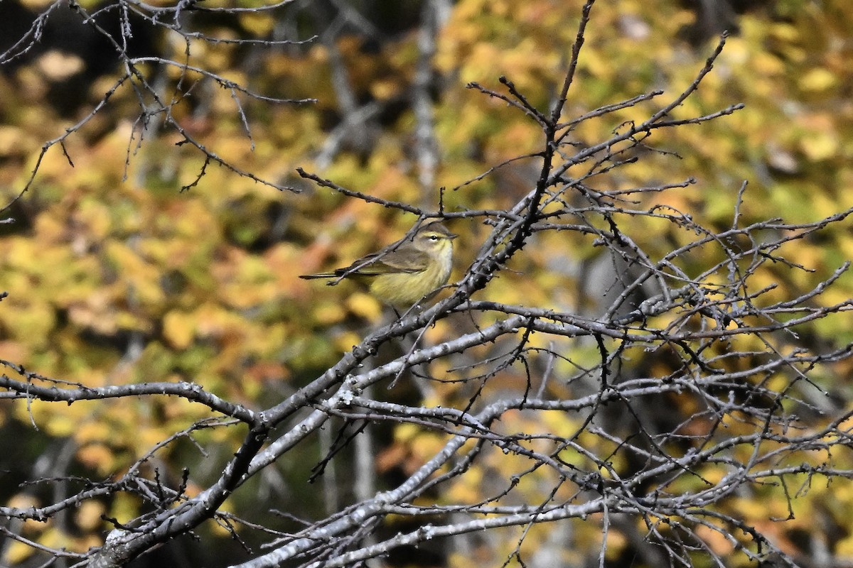 Palm Warbler - ML644118253
