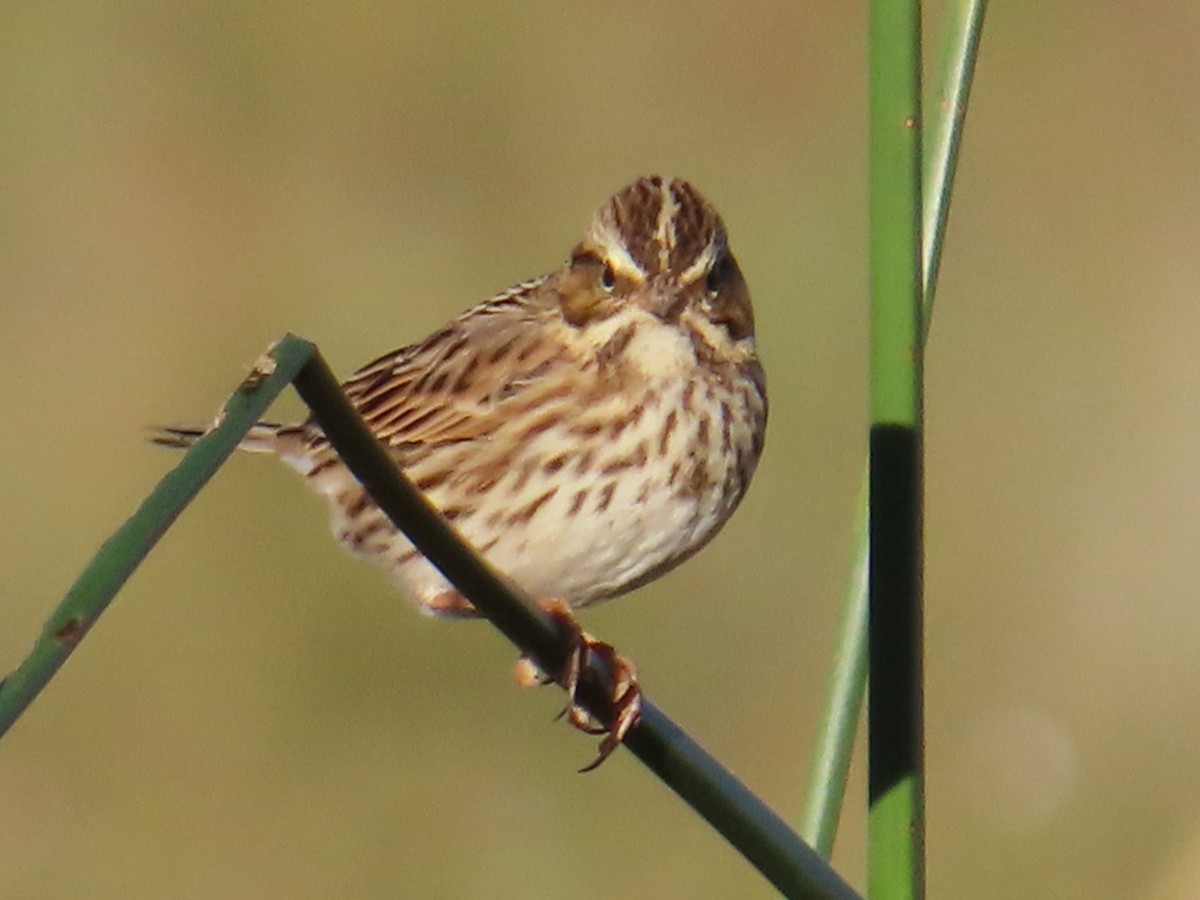Savannah Sparrow - ML644118265