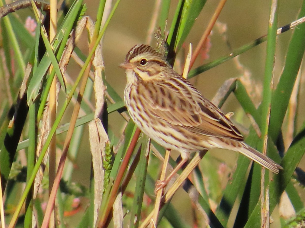 Savannah Sparrow - ML644118266