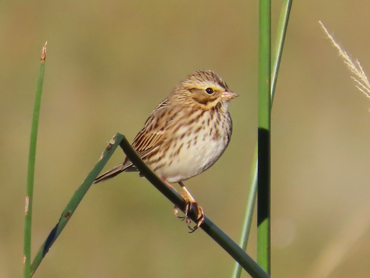Savannah Sparrow - ML644118267