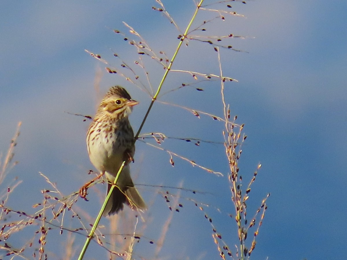 Savannah Sparrow - ML644118268