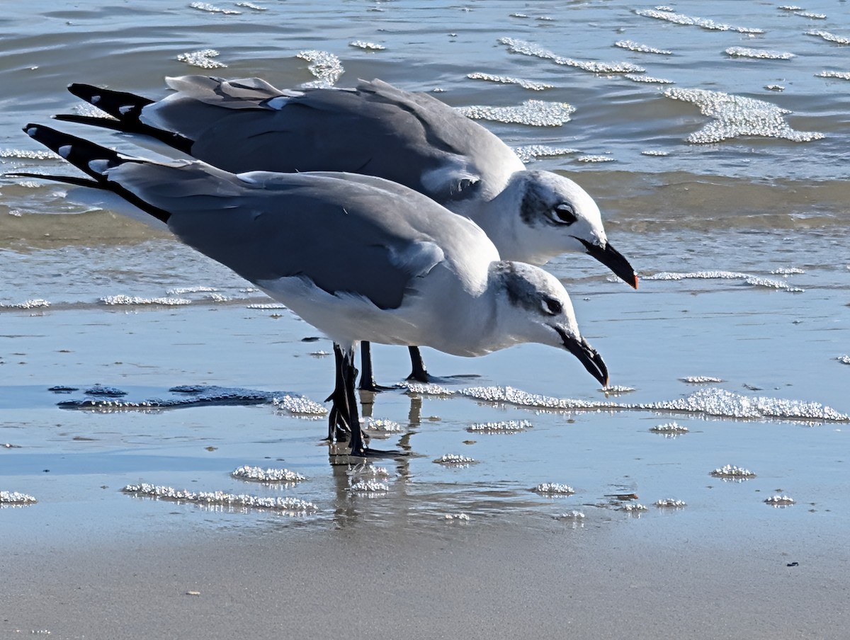 Laughing Gull - ML644118271
