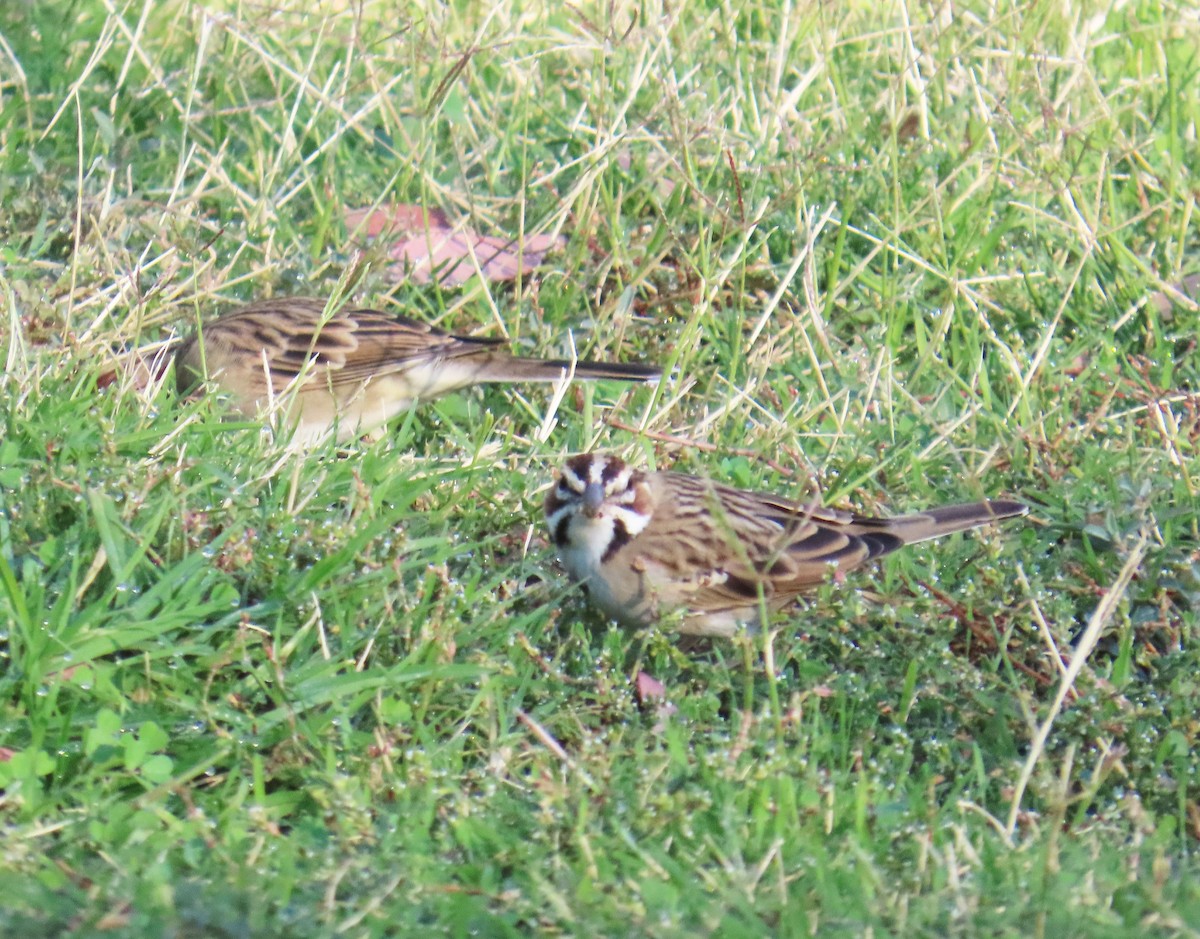 Lark Sparrow - ML644118282