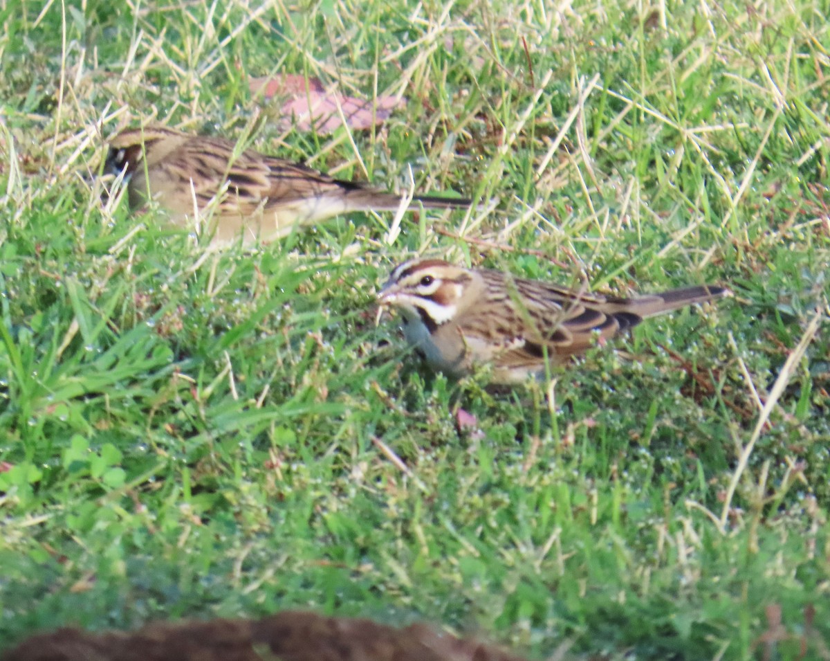 Lark Sparrow - ML644118284