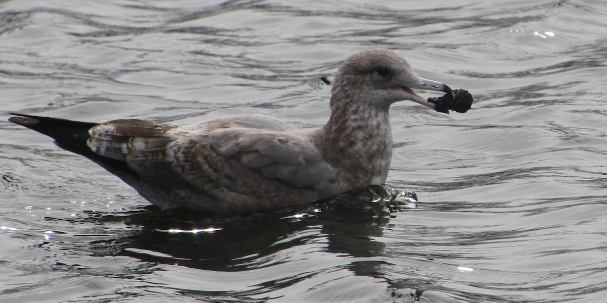 Ring-billed Gull - ML644118285