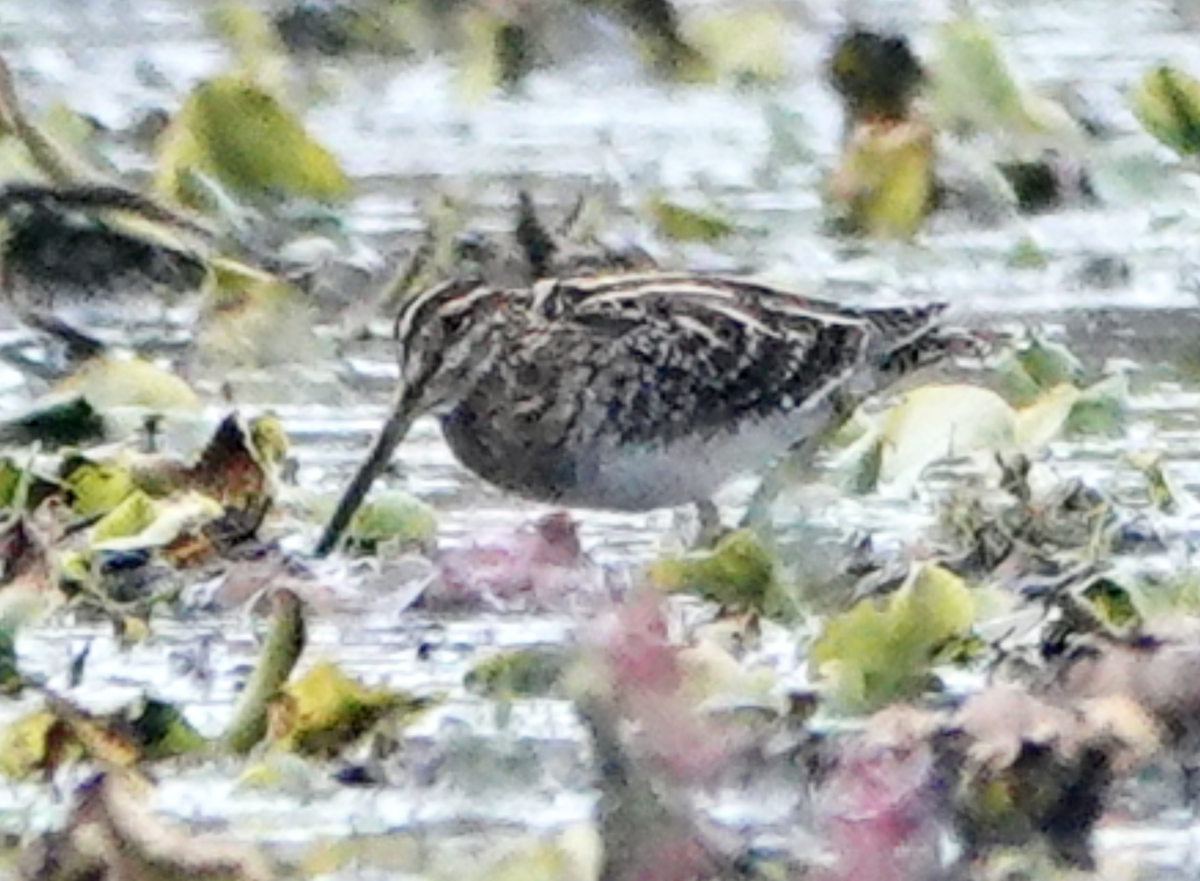 Wilson's Snipe - ML644118291