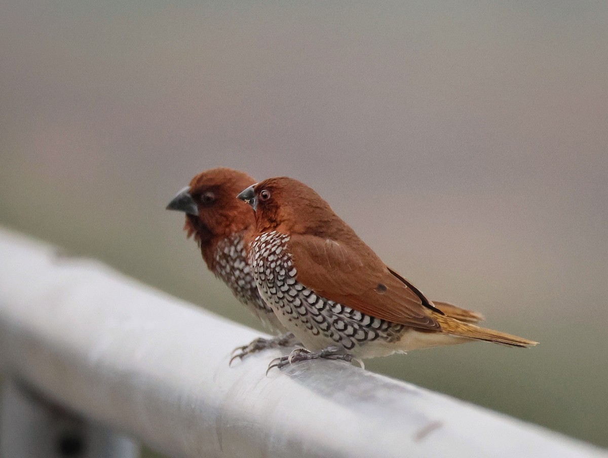 Scaly-breasted Munia - ML644118312