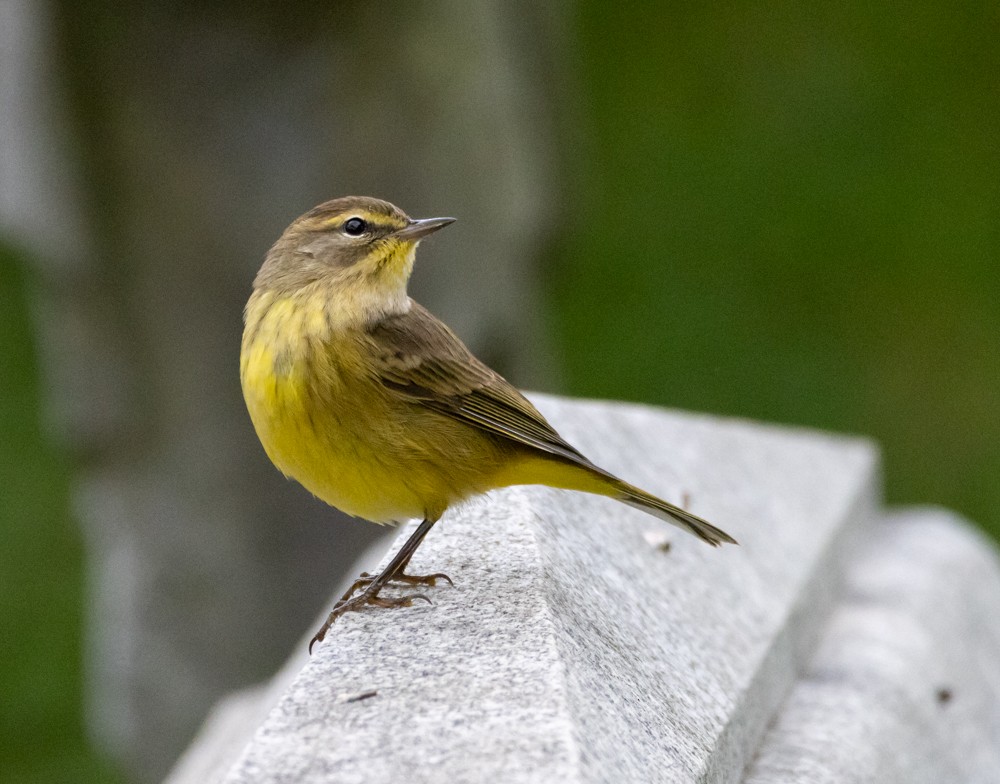 Palm Warbler - ML644118317