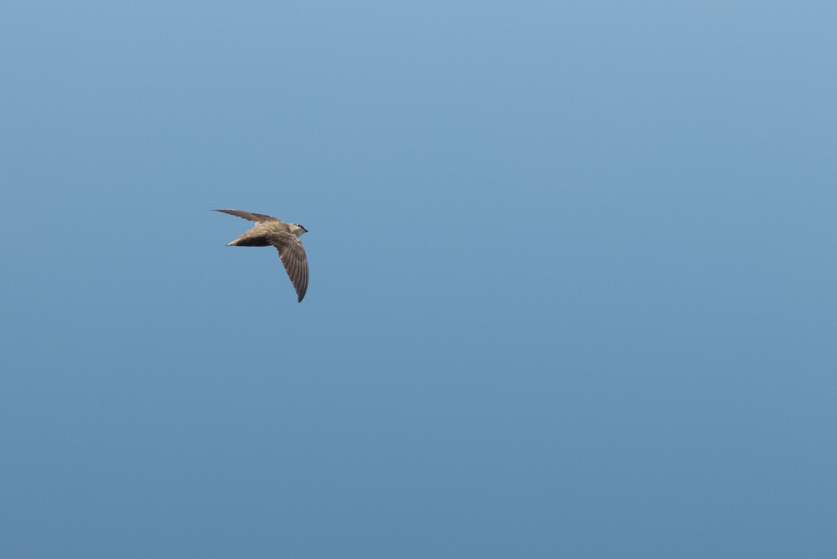 Vencejo de Chimenea - ML644118330