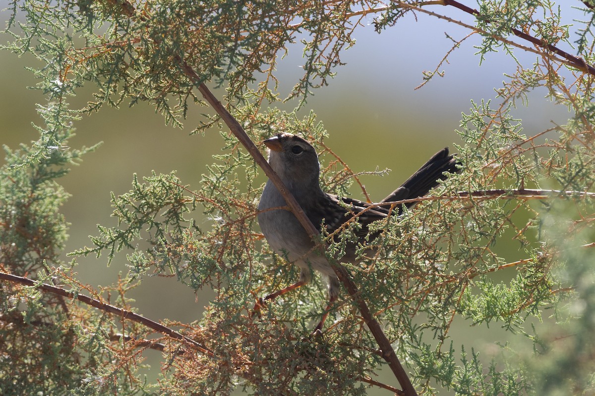 hvitkronespurv - ML644118339