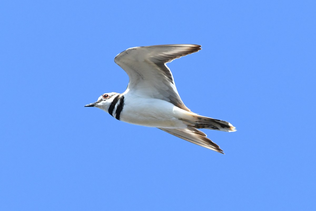 Killdeer - ML644118340