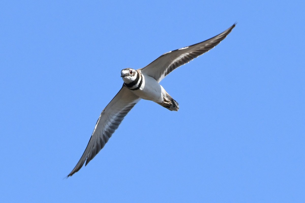 Killdeer - ML644118341