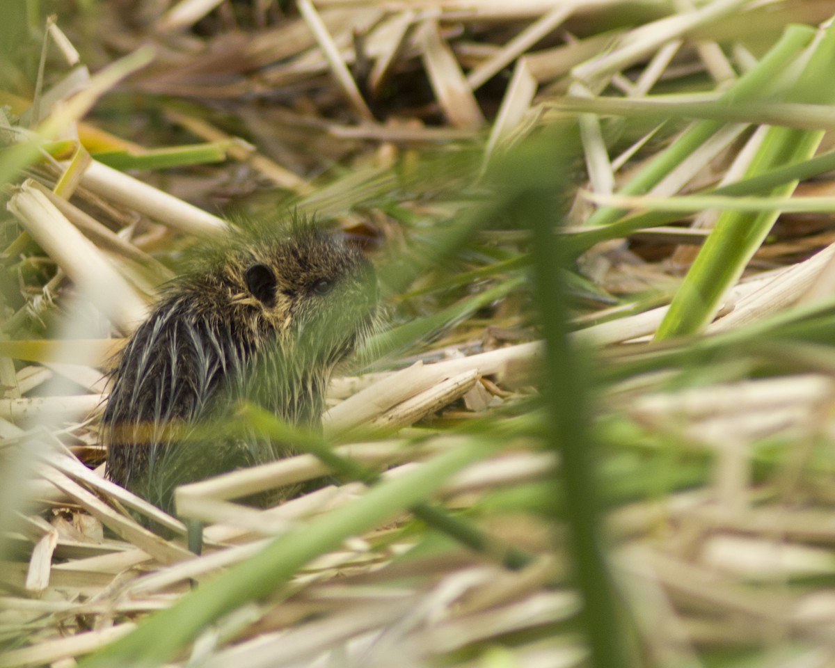 Animals - ML644118342