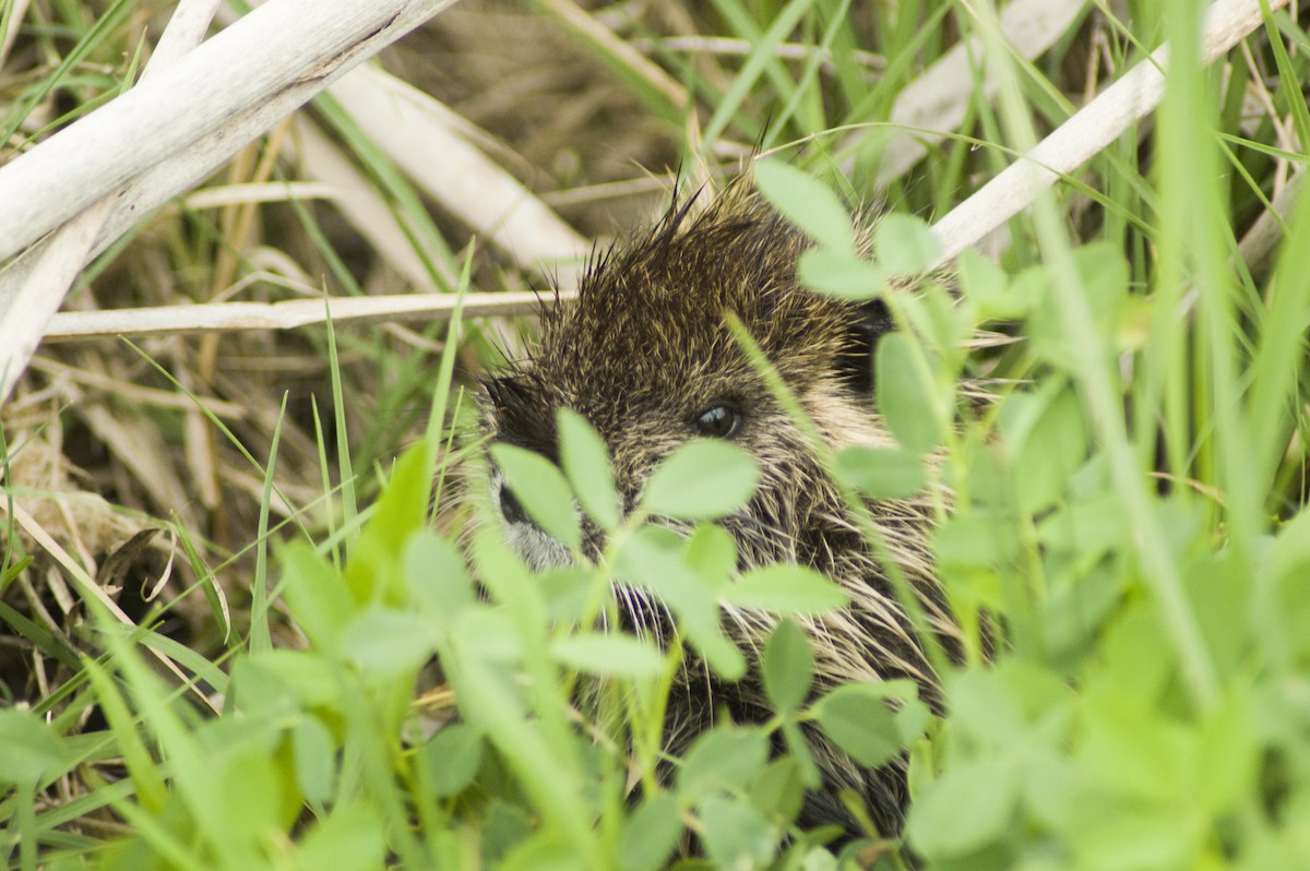 Animals - ML644118345