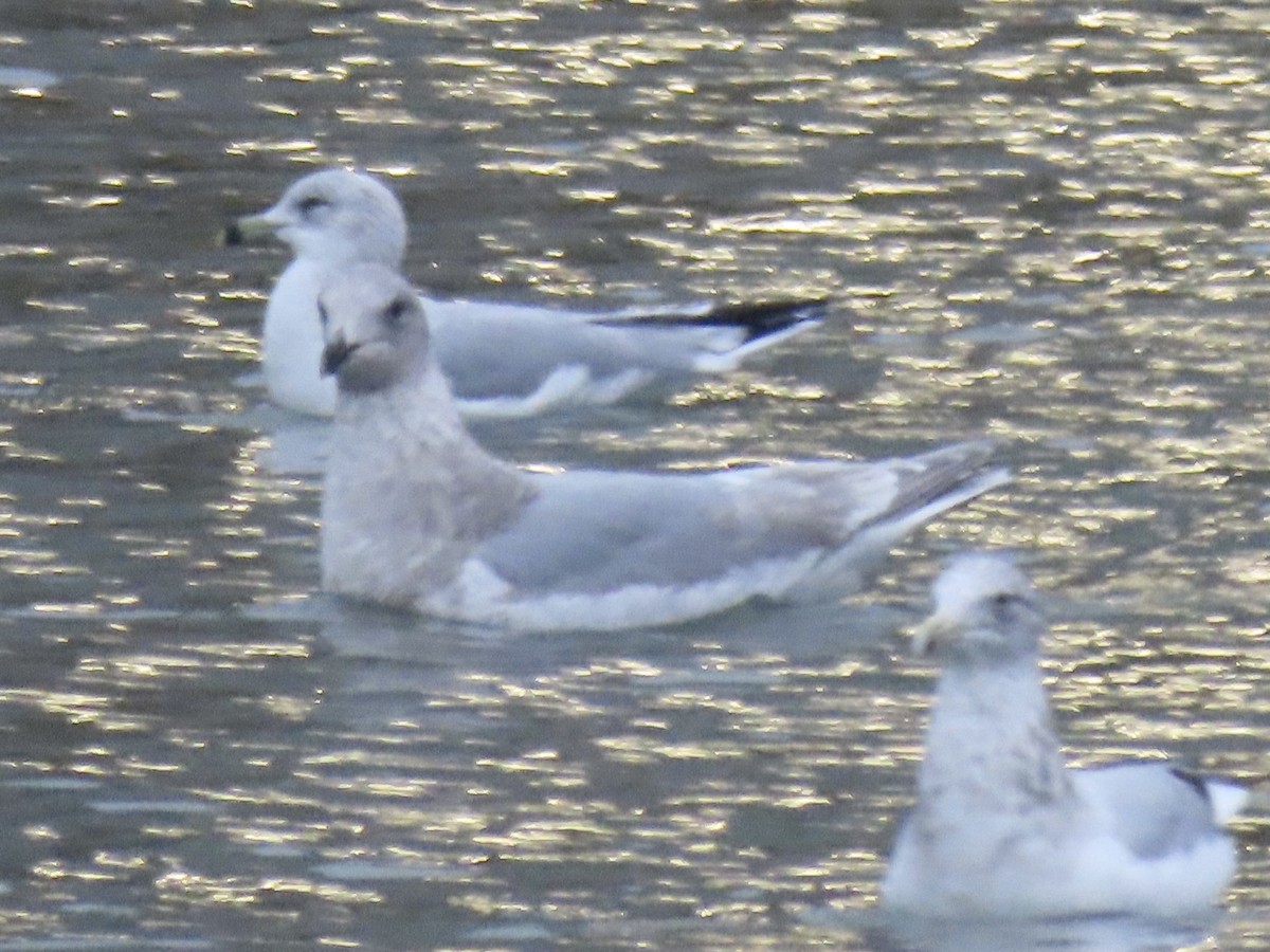 Glaucous-winged Gull - ML644118358