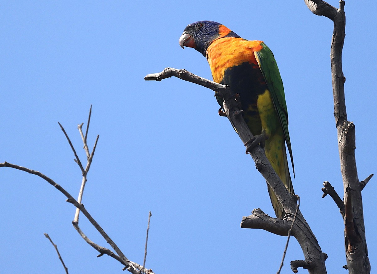 Red-collared Lorikeet - ML644118365