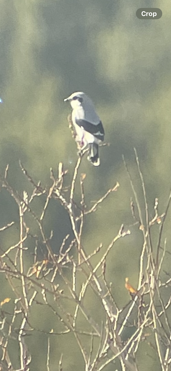 Умардын дунхай - ML644118374