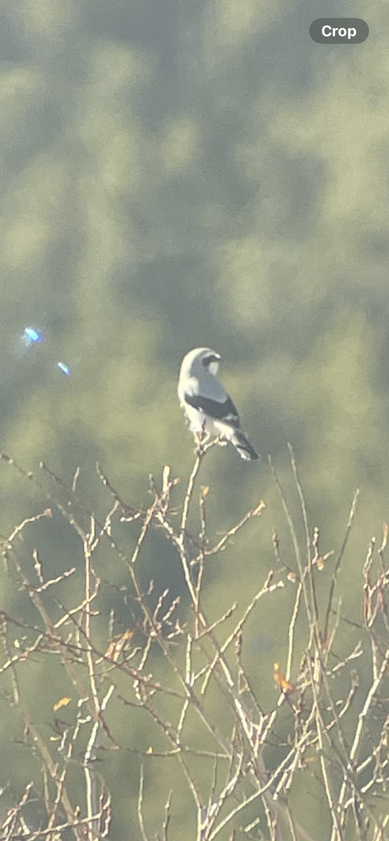 Умардын дунхай - ML644118375