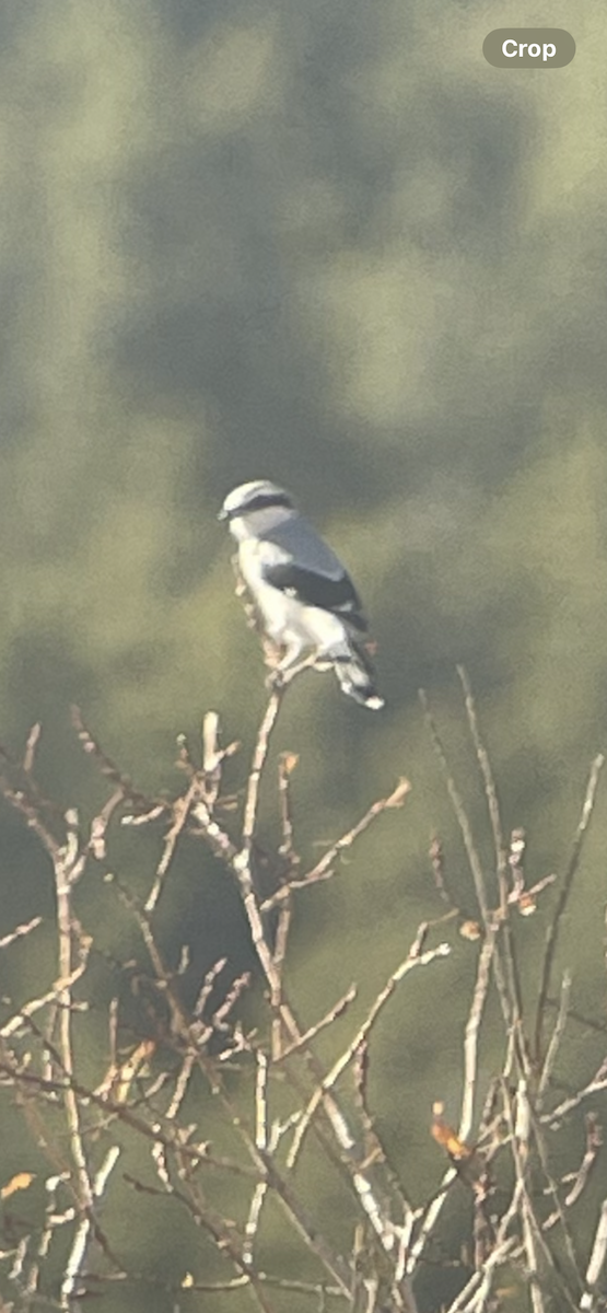 Умардын дунхай - ML644118376