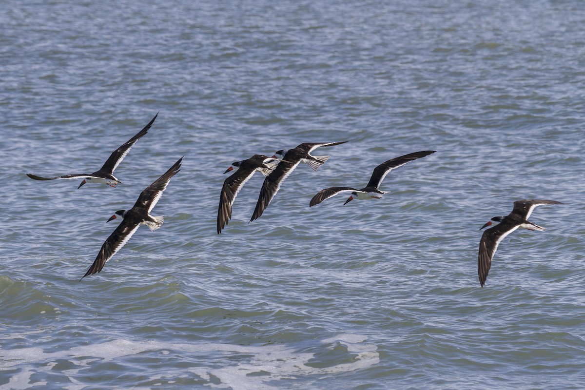 Black Skimmer - ML644118391