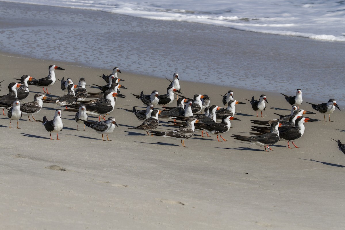 Black Skimmer - ML644118392