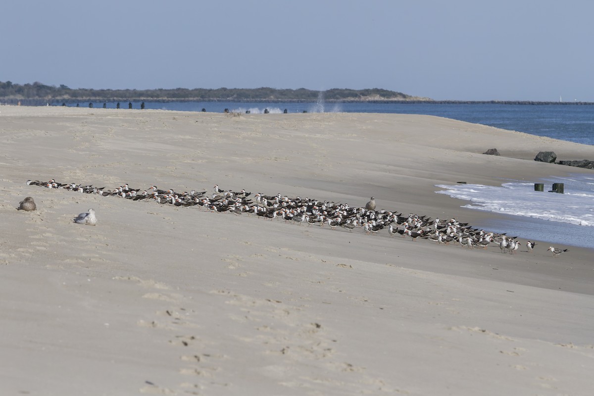 Black Skimmer - ML644118394