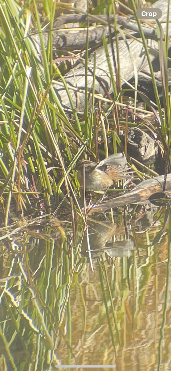 Swamp Sparrow - ML644118395