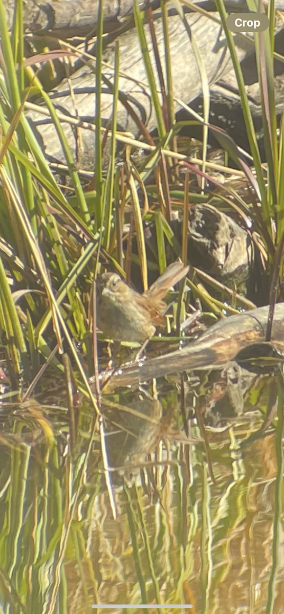 Swamp Sparrow - ML644118396