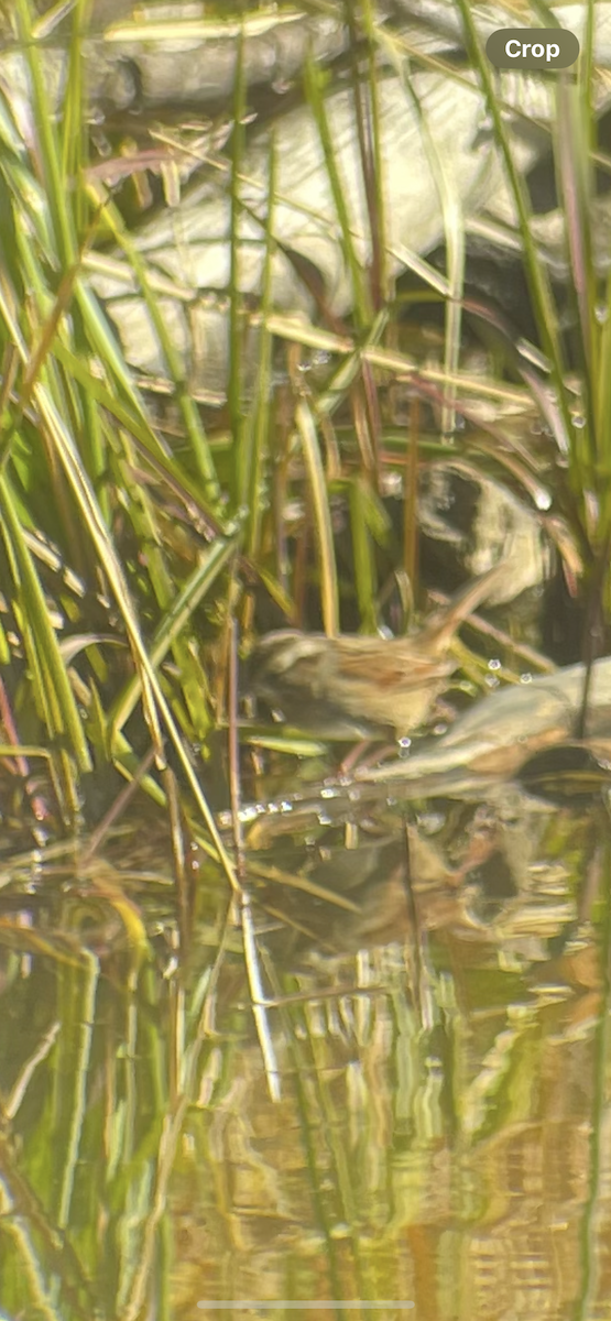 Swamp Sparrow - ML644118397