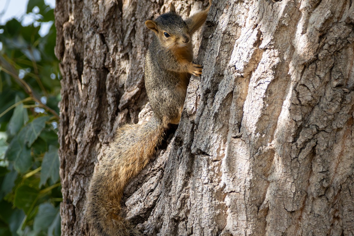 Eastern Fox Squirrel - ML644118407