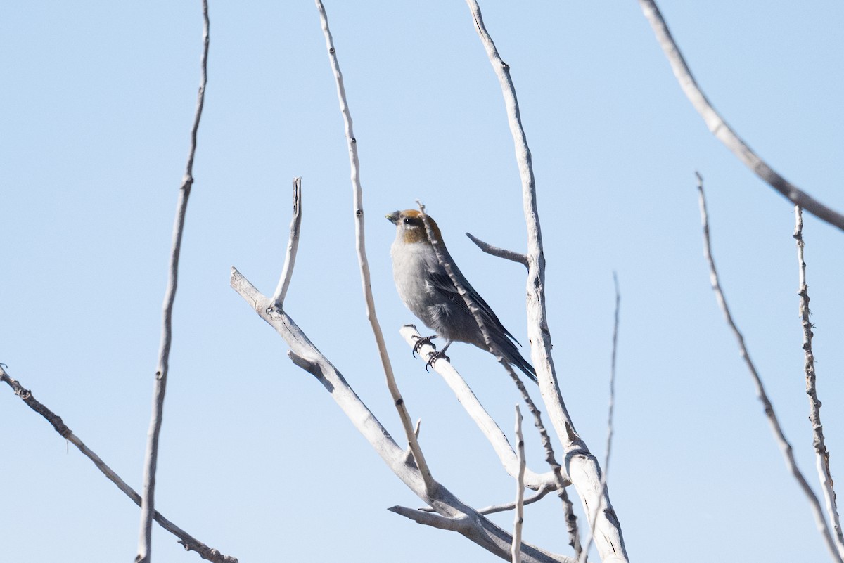 Pine Grosbeak - ML644118418