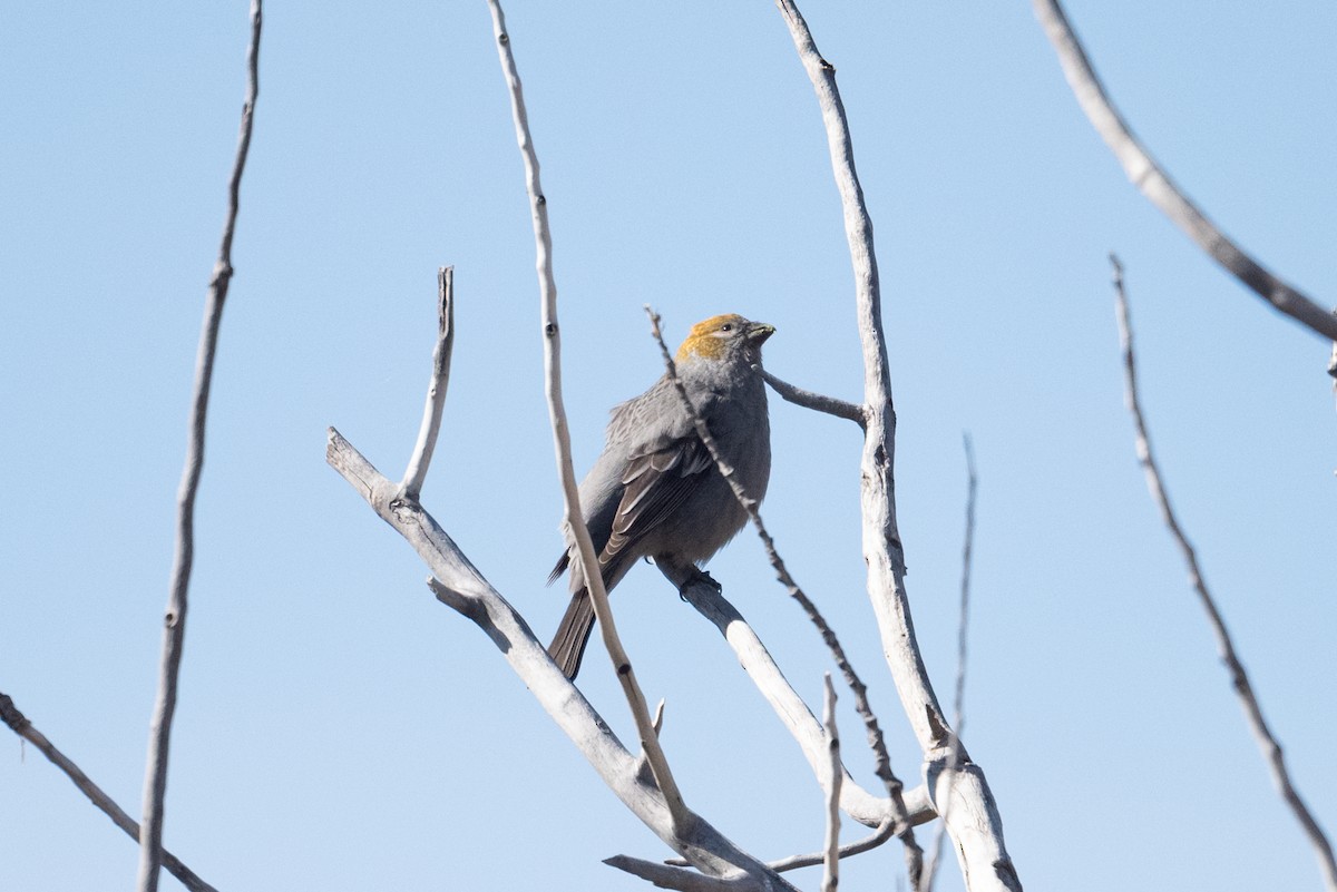 Pine Grosbeak - ML644118419