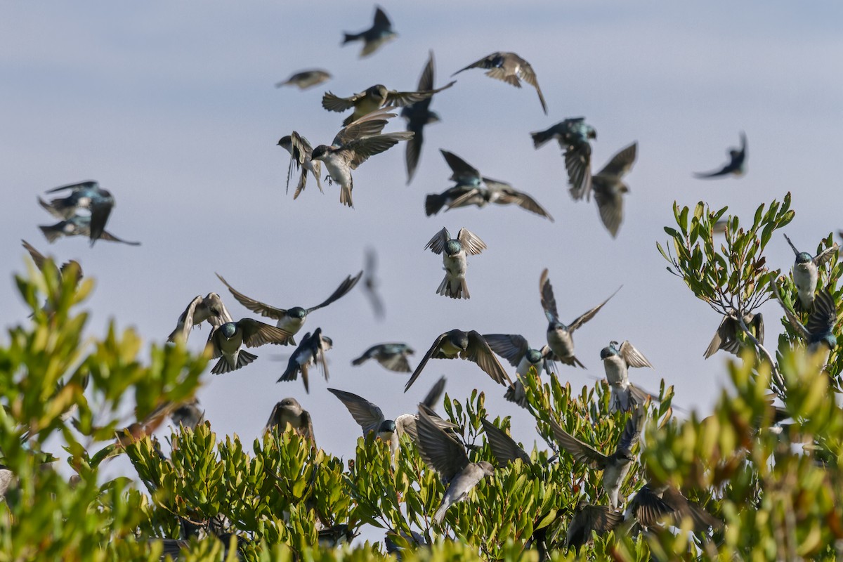 Tree Swallow - ML644118422