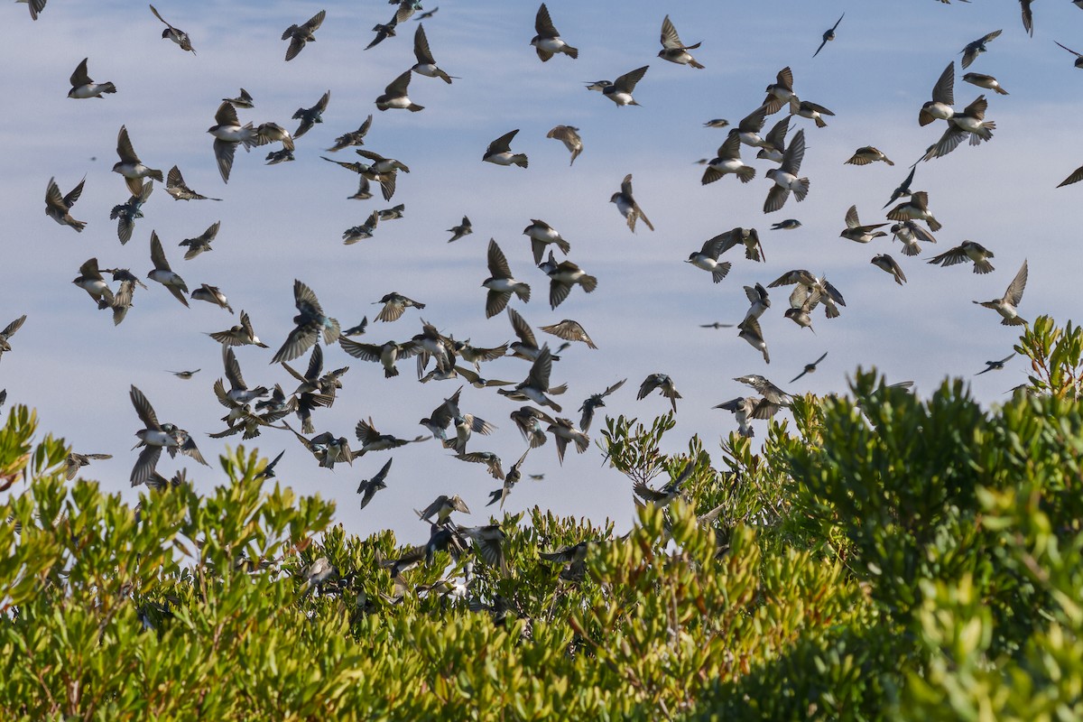 Tree Swallow - ML644118423