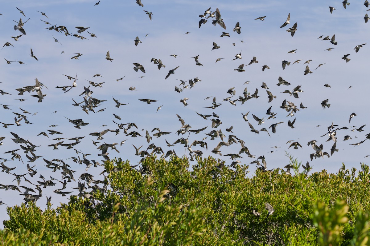 Tree Swallow - ML644118426