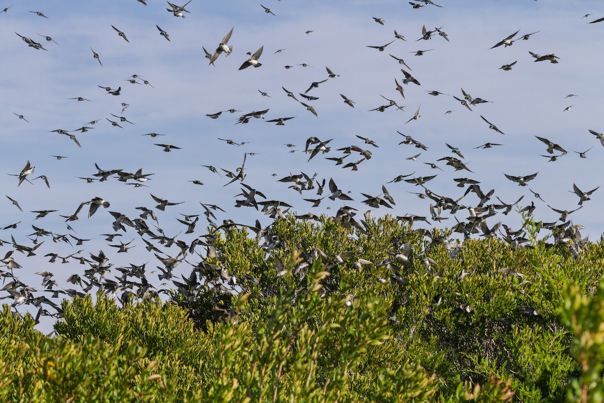 Tree Swallow - ML644118428