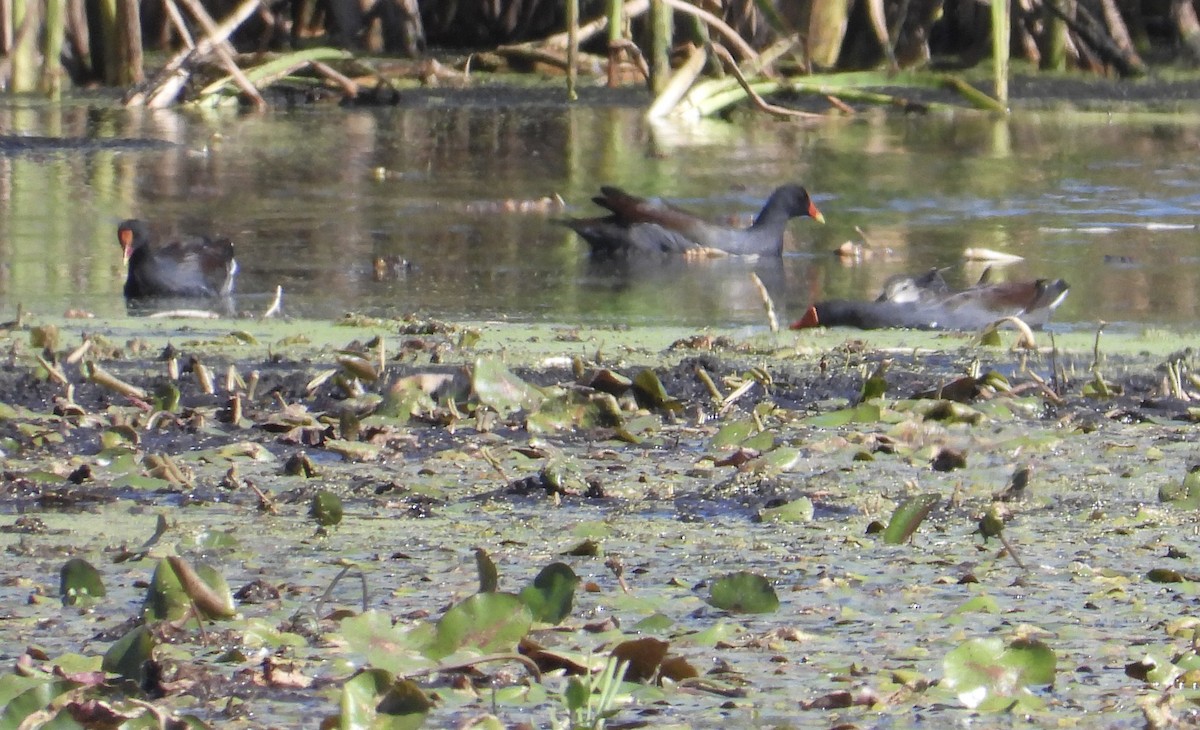 Gallinule d'Amérique - ML644118432