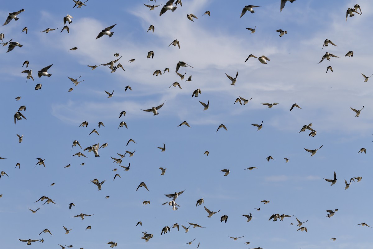 Tree Swallow - ML644118433