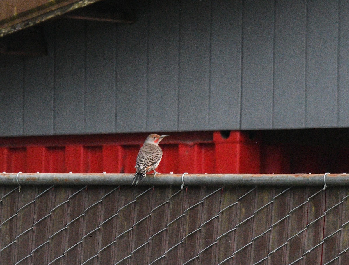 ハシボソキツツキ（cafer グループ） - ML644118435