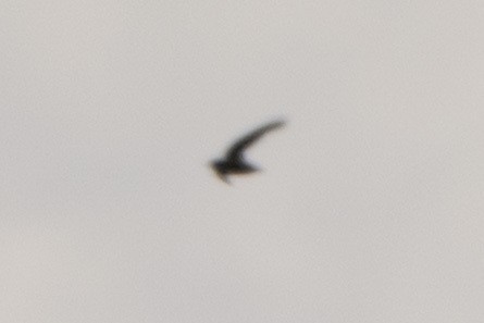 Vencejo de Chimenea - ML644118450