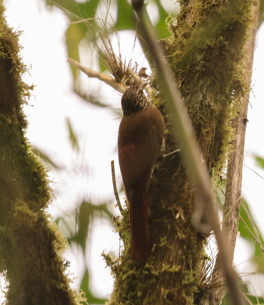 Spot-crowned Woodcreeper - ML644118455