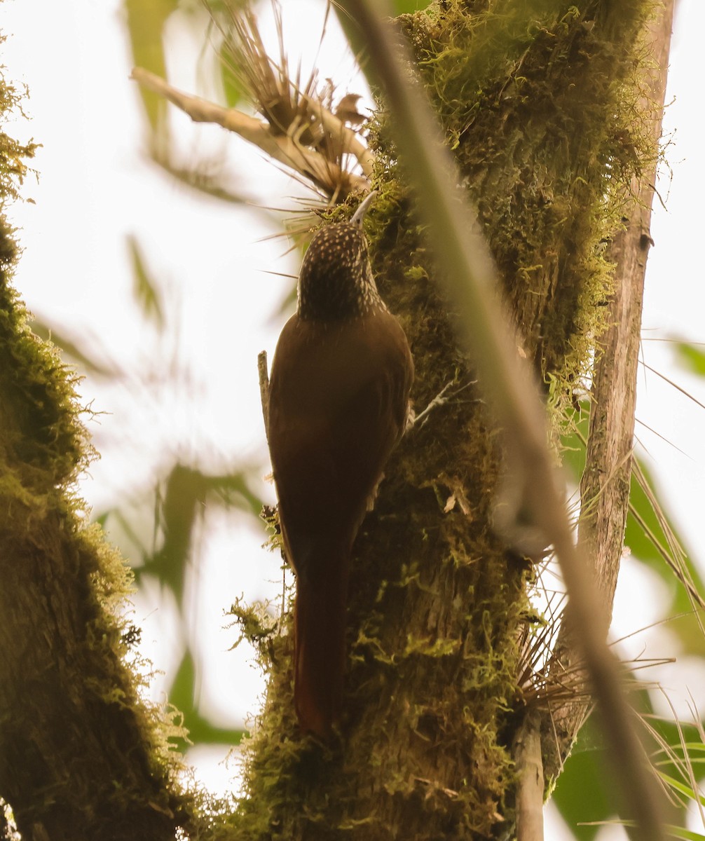 Spot-crowned Woodcreeper - ML644118456