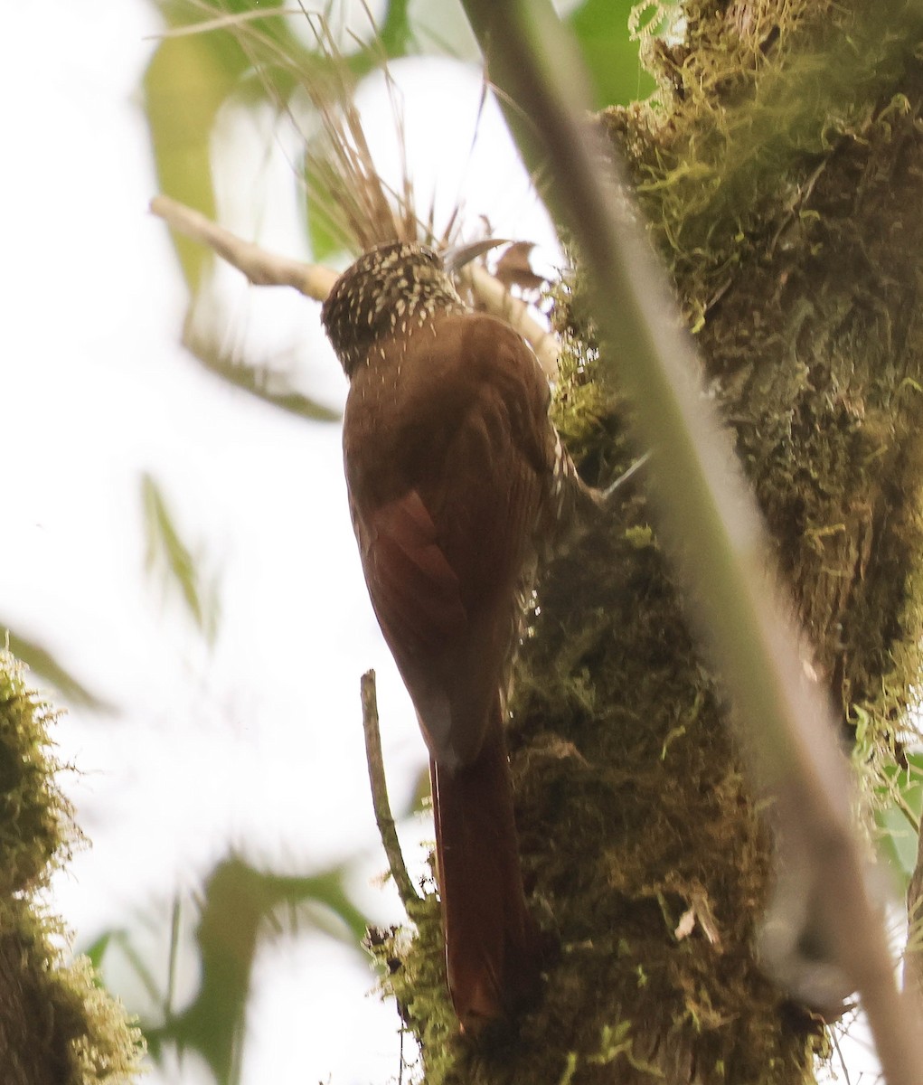 Spot-crowned Woodcreeper - ML644118457
