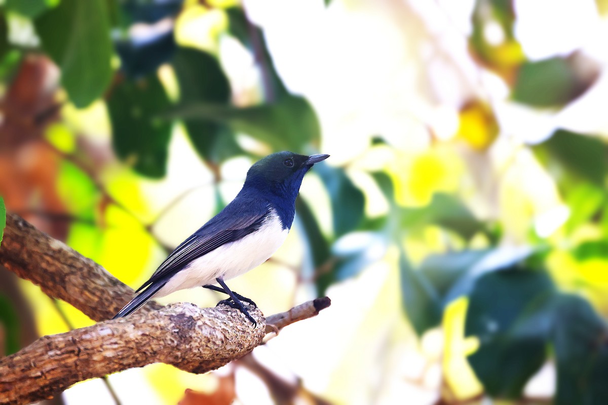 Leaden Flycatcher - ML644118458